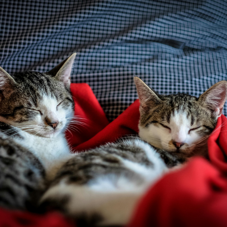 Hoe Ontworm Je Een Kat: Een Stapsgewijze Gids voor Kattenliefhebbers