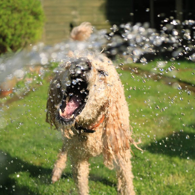 Honden en Lekker Weer: Tips om Samen te Genieten van het Zonnige Seizoen