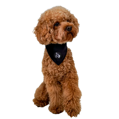 Bandana Velvet