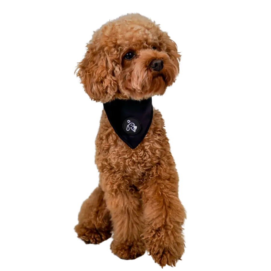 Bandana Velvet