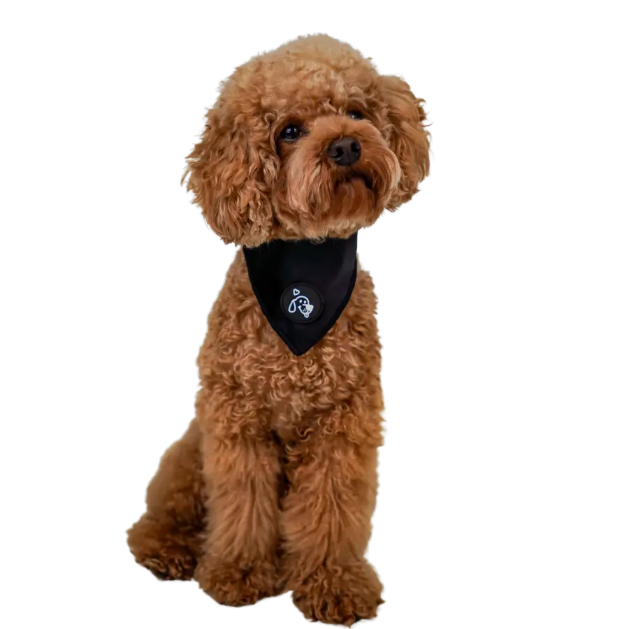 Bandana Velvet